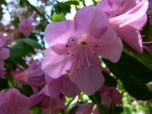 Bois des Moutiers (316) Mai 2012